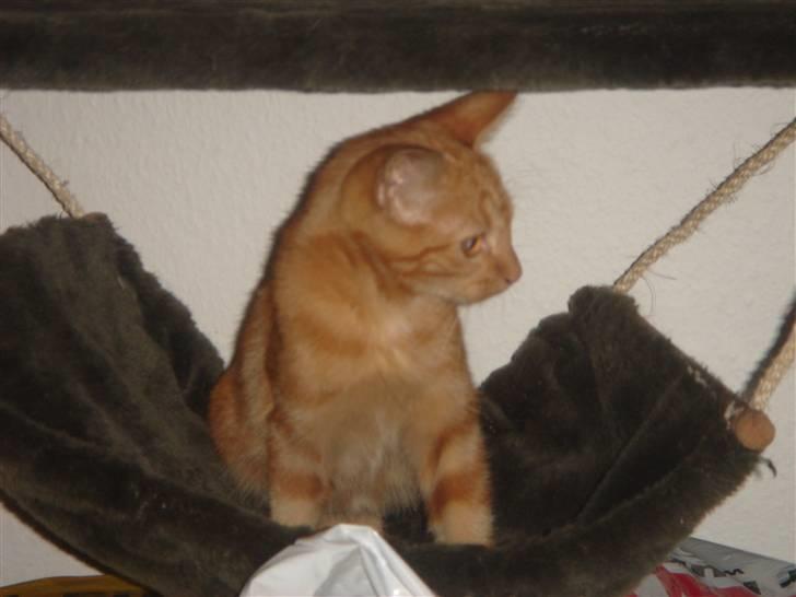 Huskat Eigil (R.I.P. 26.12.12) billede 2