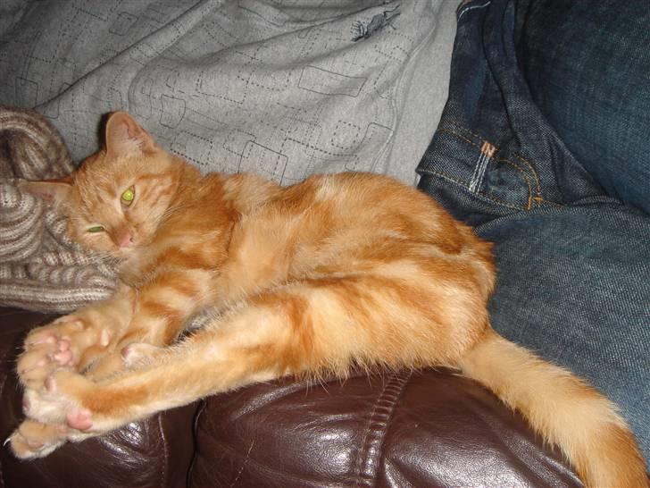 Huskat Eigil (R.I.P. 26.12.12) - Hygger i sofaen med far billede 3