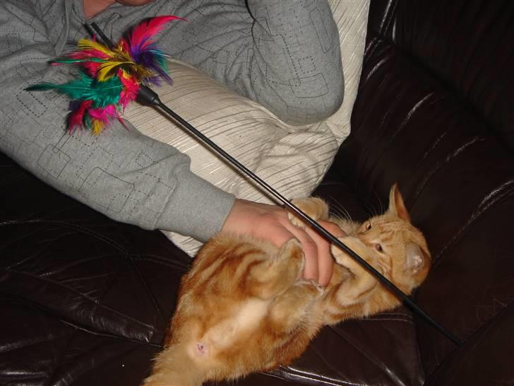 Huskat Eigil (R.I.P. 26.12.12) - Eigil leger billede 4