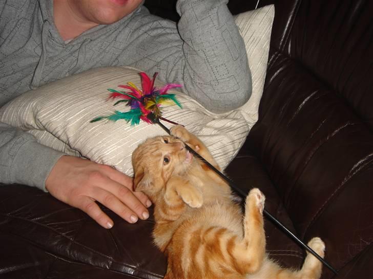 Huskat Eigil (R.I.P. 26.12.12) billede 5