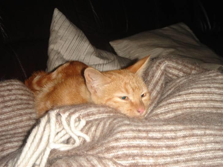 Huskat Eigil (R.I.P. 26.12.12) - Man bliver træt af alt det legen billede 6