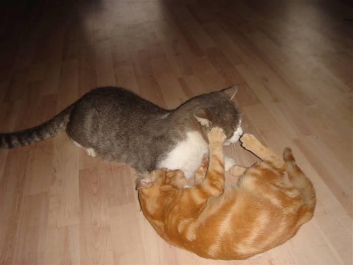 Huskat Eigil (R.I.P. 26.12.12) - Eigil og Lille-Finn leger billede 7