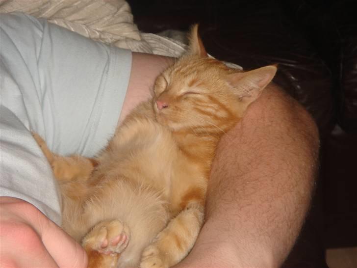 Huskat Eigil (R.I.P. 26.12.12) - Så er man blevet træt - godt far har en arm man kan putte i :) billede 8