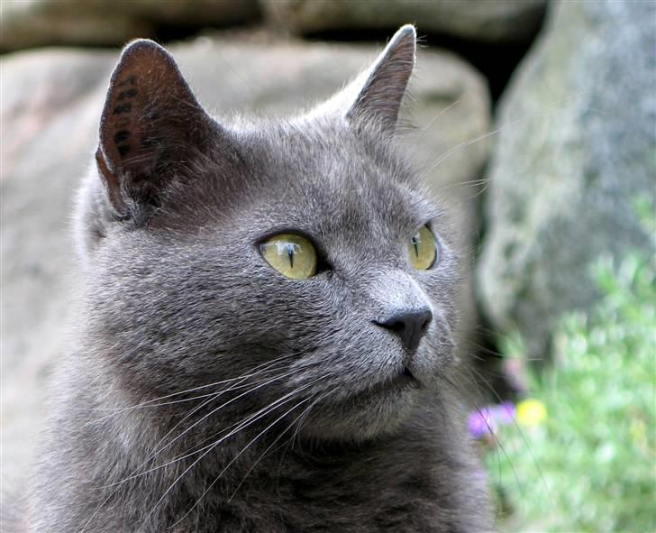 Huskat Trold billede 1