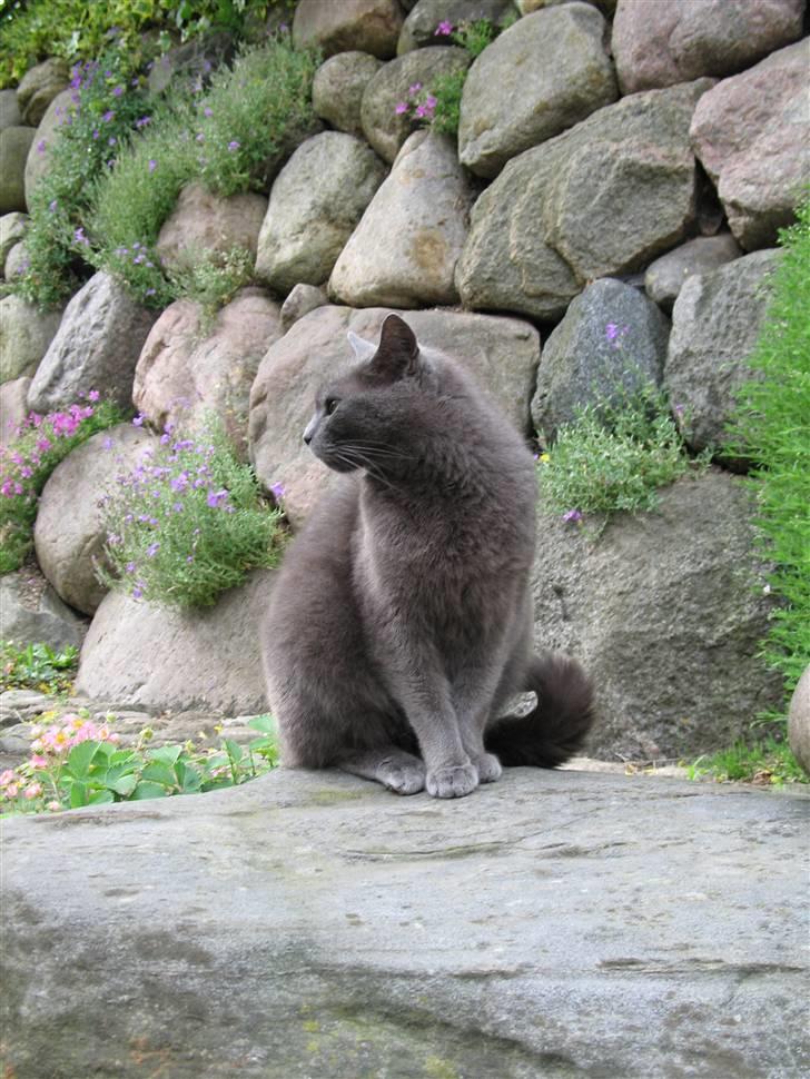 Huskat Trold billede 2