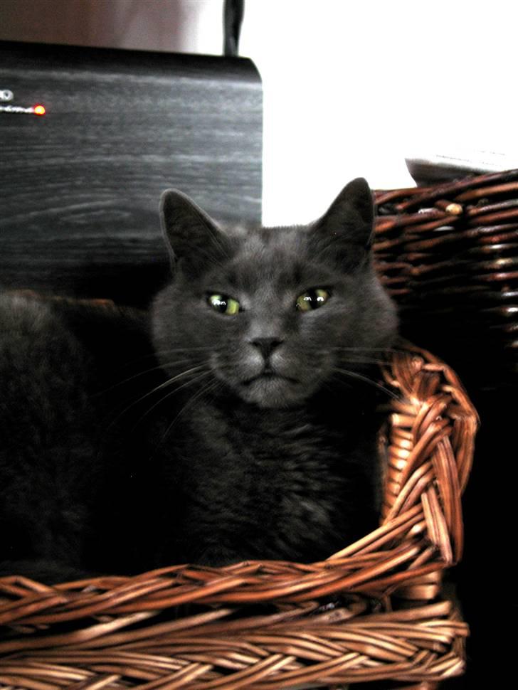 Huskat Trold billede 3