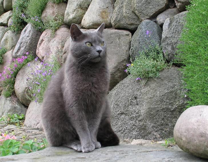 Huskat Trold billede 4