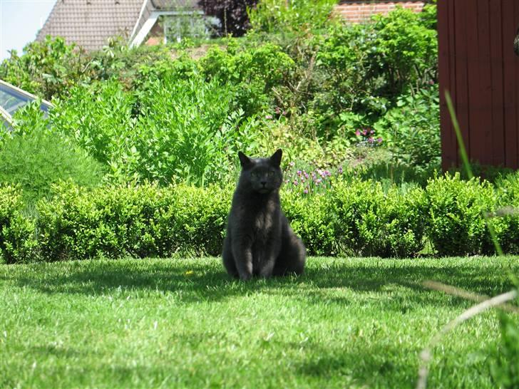 Huskat Trold billede 5