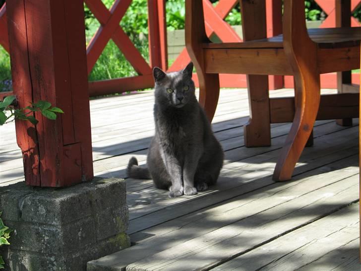 Huskat Trold billede 6