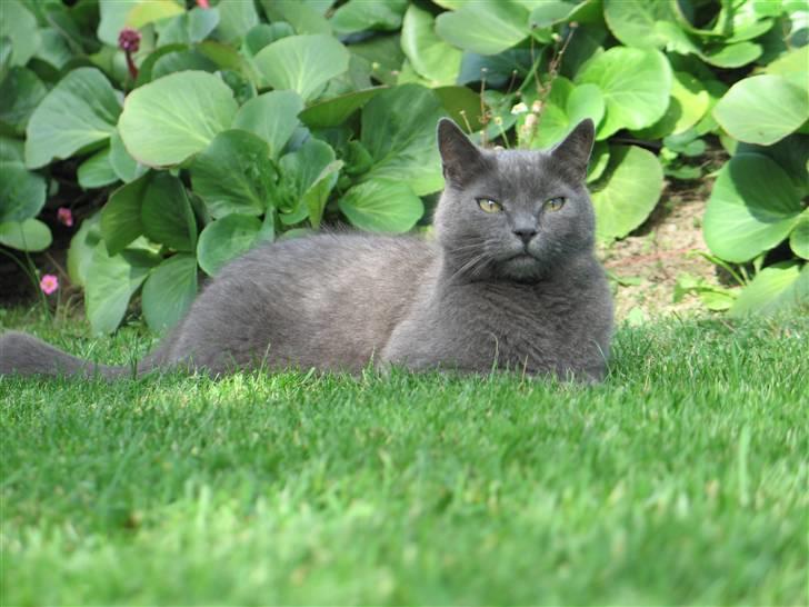 Huskat Trold billede 7