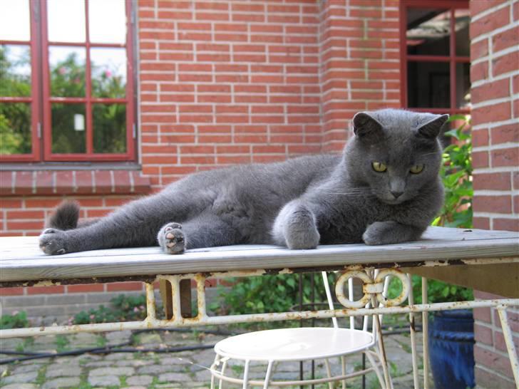 Huskat Trold billede 8