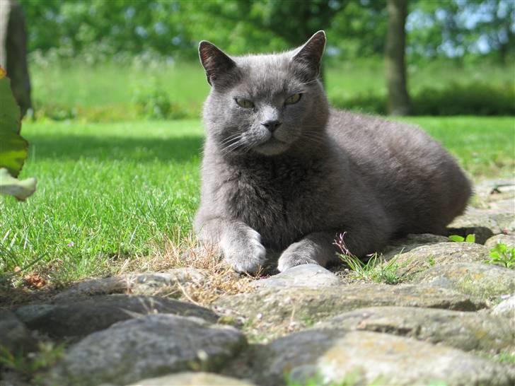 Huskat Trold billede 9