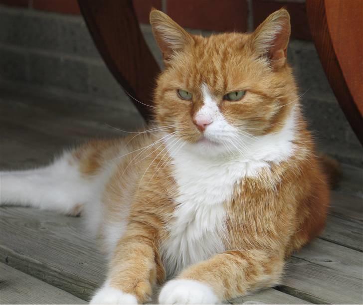 Huskat tjalfe (*DØD*) billede 2