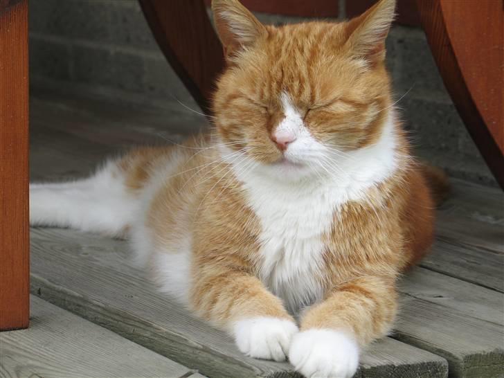 Huskat tjalfe (*DØD*) billede 3