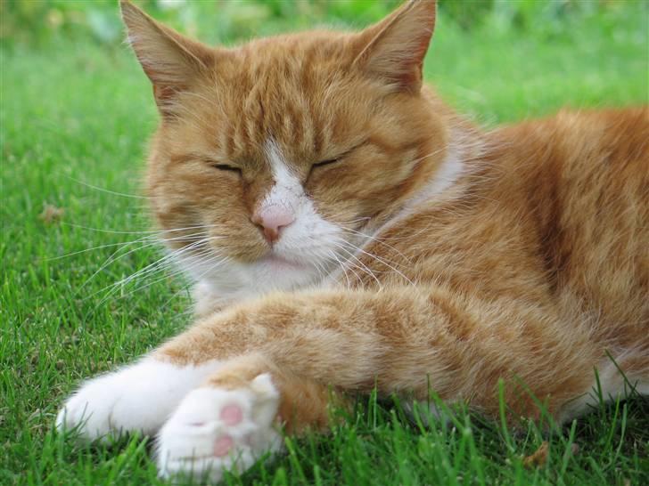 Huskat tjalfe (*DØD*) billede 4