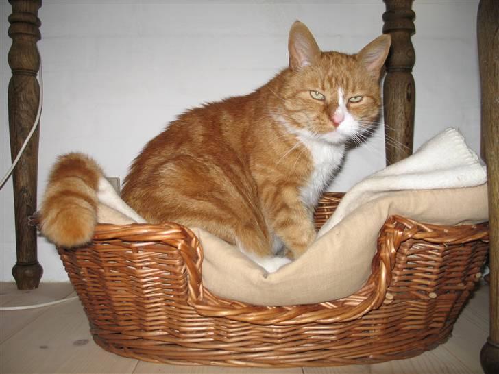 Huskat tjalfe (*DØD*) billede 5