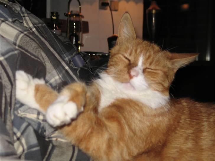 Huskat tjalfe (*DØD*) billede 6