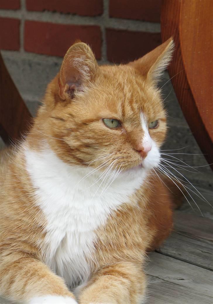 Huskat tjalfe (*DØD*) billede 7