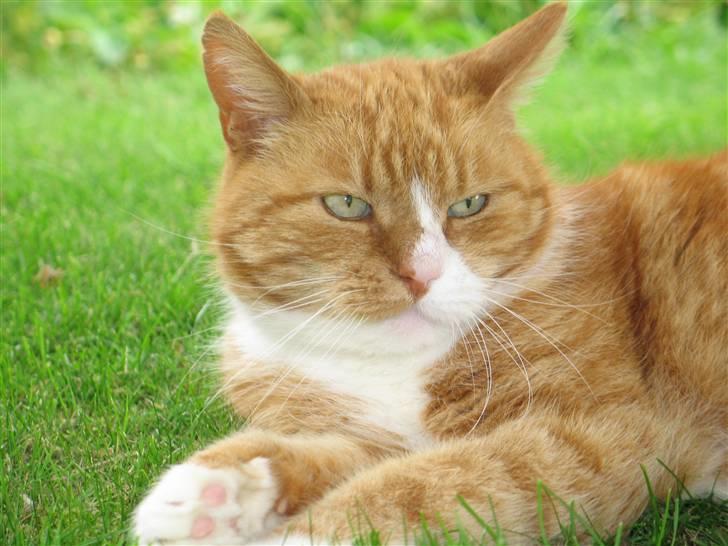 Huskat tjalfe (*DØD*) billede 8