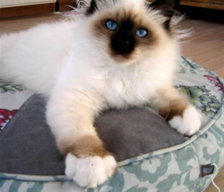 Hellig Birma Chicabee´s Canoosia C´Mon billede 6
