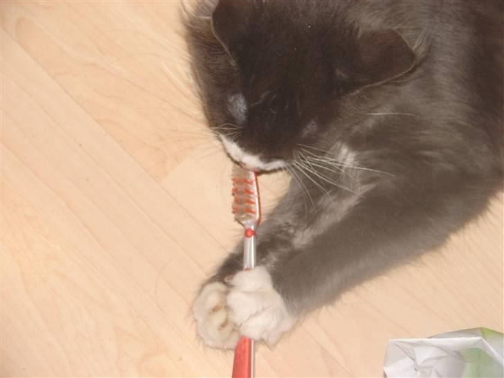 Blanding af racer Knud Død 08:( - Knud børster tænder:P  billede 14