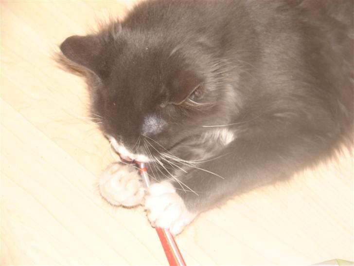 Blanding af racer Knud Død 08:( - han er meget grundig ang. mundhygiejne billede 15