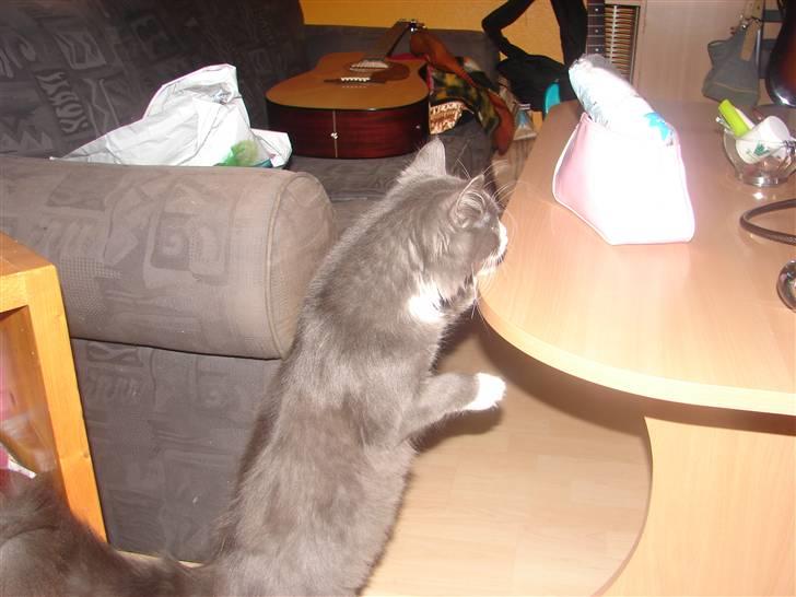 Blanding af racer Knud Død 08:( billede 16