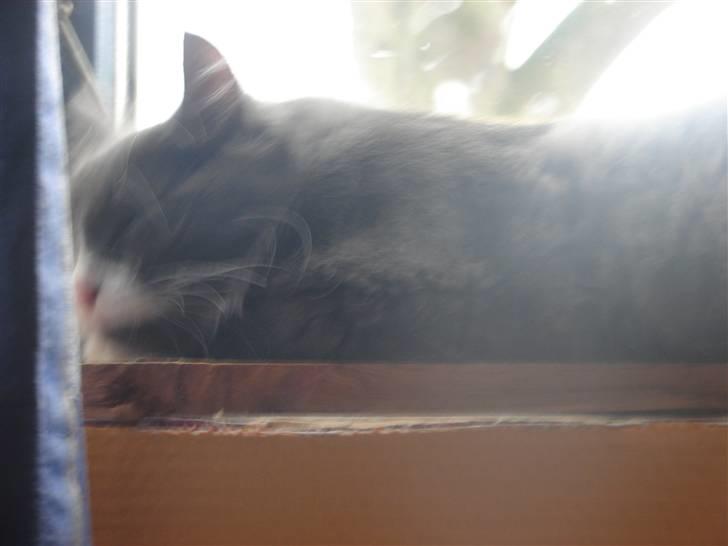 Blanding af racer Knud Død 08:( billede 17