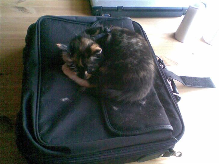 Huskat Ymer billede 10