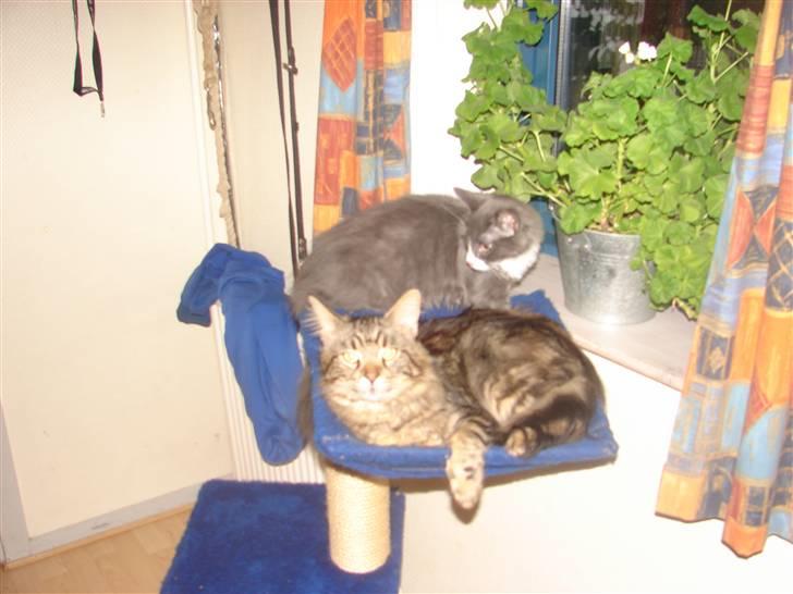 Blanding af racer Knud Død 08:( billede 18