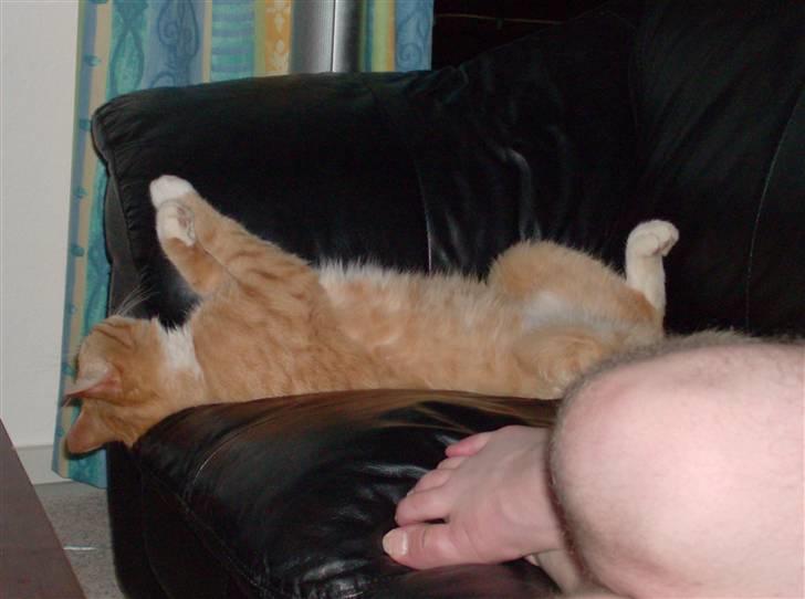 Huskat Lille Mis Rocky - Velkommen til Lille Mis´ profil :) Her chiller vi lige på sofaen sammen med far :o) billede 1