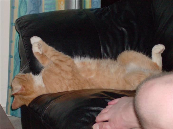 Huskat Lille Mis Rocky - Og lige en gang chill til ;) billede 2