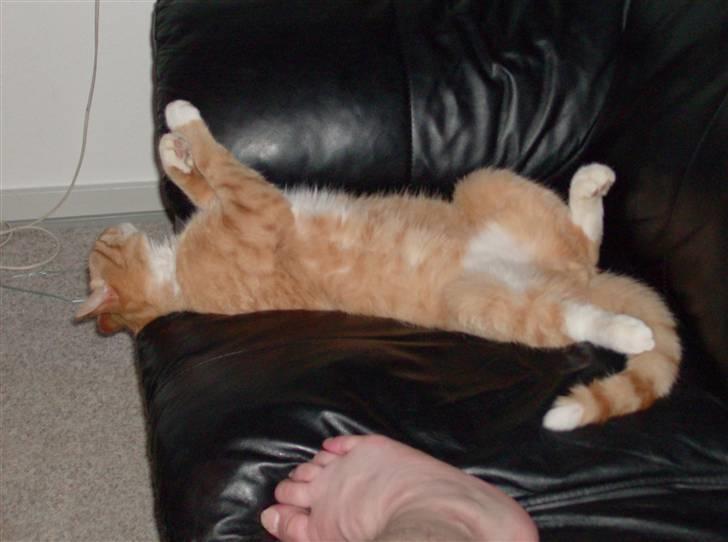 Huskat Lille Mis Rocky - Og lige en sidste gang - hihi  billede 3