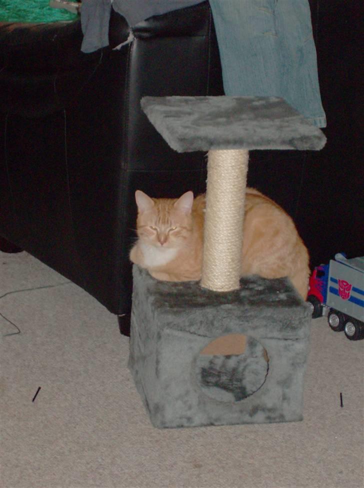 Huskat Lille Mis Rocky - Hyggestund på kradsebrættet :o) billede 4