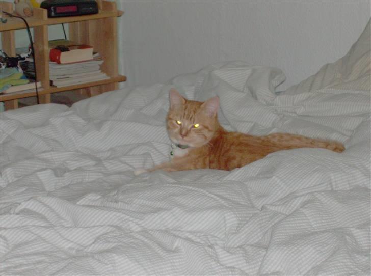 Huskat Lille Mis Rocky - Altså jeg ligger lige og sover ... ! billede 5