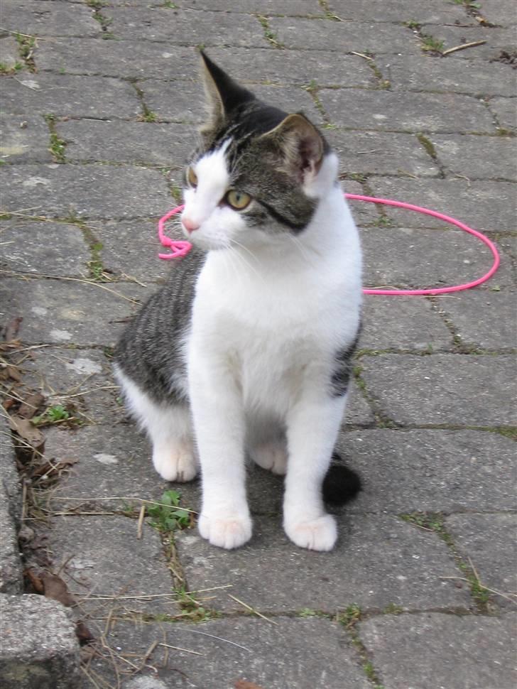 Europé malthe elite avl  billede 1