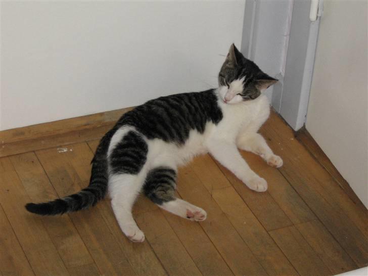 Europé malthe elite avl  billede 2