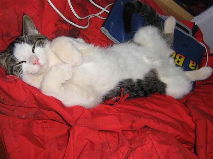 Europé malthe elite avl  billede 3