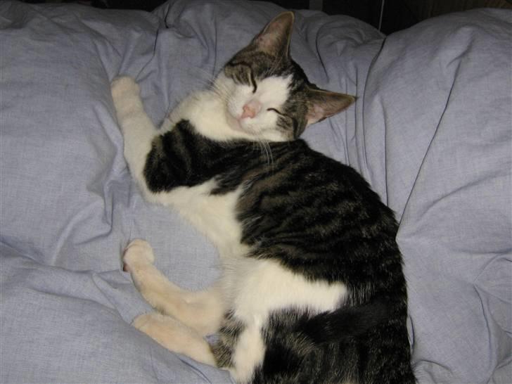 Europé malthe elite avl  billede 4