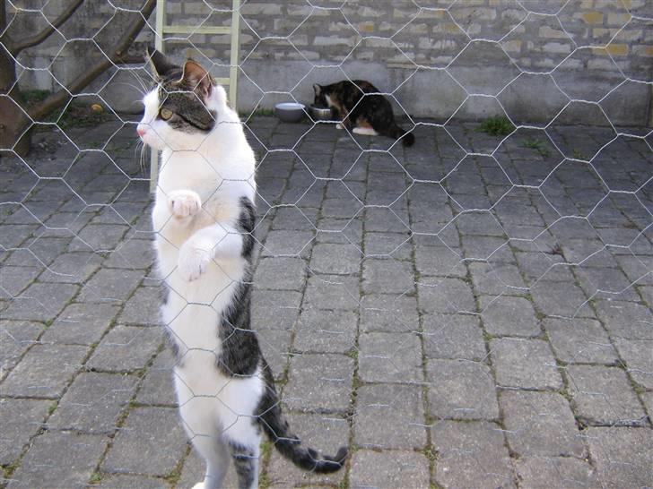 Europé malthe elite avl  billede 5