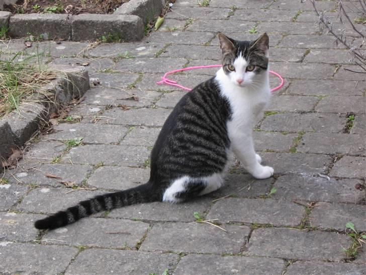 Europé malthe elite avl  billede 6