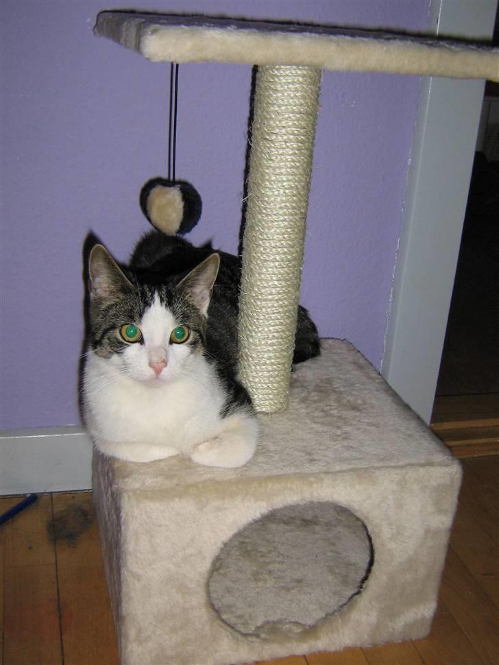 Europé malthe elite avl  billede 7