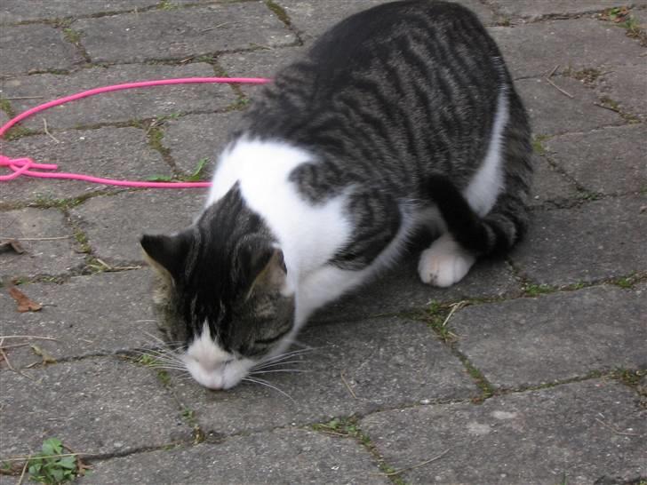 Europé malthe elite avl  billede 8