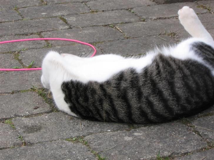 Europé malthe elite avl  billede 9