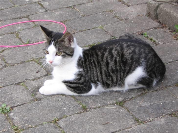 Europé malthe elite avl  billede 10