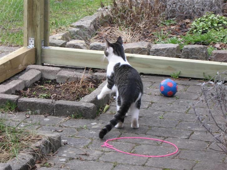 Europé malthe elite avl  billede 11