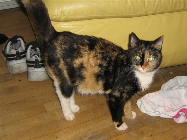 Maine Coon cikeline(død) billede 1