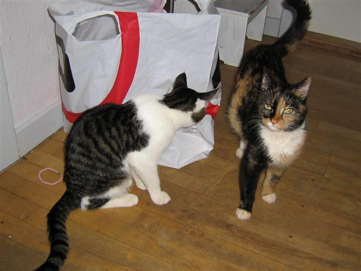 Maine Coon cikeline(død) billede 2