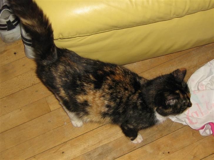 Maine Coon cikeline(død) billede 3