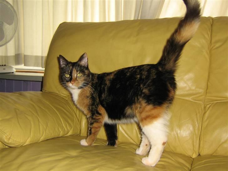 Maine Coon cikeline(død) billede 4